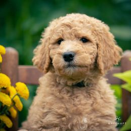 Goldendoodle Puppies from Columbia River Doodles