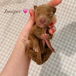 Juniper - Red  female Goldendoodle puppy in La Porte, Texas from B+C Doodles