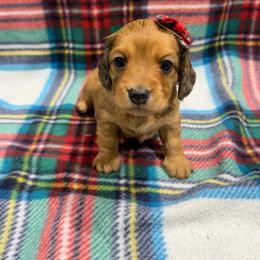 Mango - Red female Dachshund puppy in Mansfield, Missouri from Owens Farm