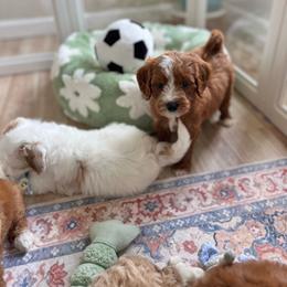 Valentino - Red  male Goldendoodle puppy in San Jose, California from Doodle Amore