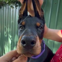 Purple Collar Girl - Black and rust female Doberman Pinscher puppy in Stow, Ohio from Imperium Dobermann Kennel