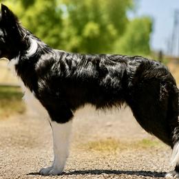 Border Collies and Golden Retrievers from R3 Sport Dogs (R3 Goldens/ R3 Border Collies)