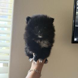 Cowboy - Black male Pomeranian puppy in Corpus Christi, Texas from Crown Rose Pomeranians