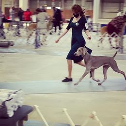 Weimaraner Puppies from Always Faithful Weimaraners
