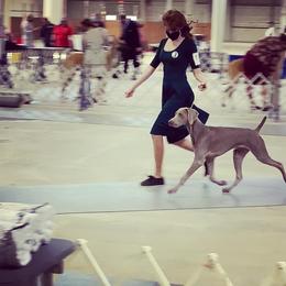 Weimaraner Puppies from Always Faithful Weimaraners