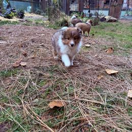 Hal - Sable and white male Shetland Sheepdog puppy in Portland, Oregon from Mountain Ash Farms