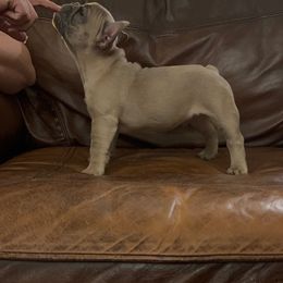 French Bulldog Puppies from Brandi Nance's French Bulldogs