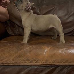 French Bulldog Puppies from Brandi Nance's French Bulldogs