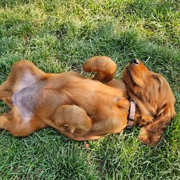 Sky - Mahogany female Irish Setter puppy in Orem, Utah from Rocky Mountain Irish Setters