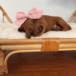 Girl 1 - Red  female Goldendoodle puppy in Elk Grove, California from Doodles by Faith