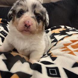 Merle with Tail - Blue merle and white female American Corgi puppy in Heyworth, Illinois from Schumaker Corgis