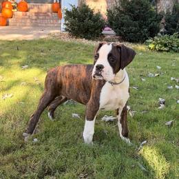 Paul Revere (Revere) - Brindle male Boxer puppy in Georgia from Stephanie’s Boxers