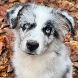 Cosmo - Blue merle male Miniature Australian Shepherd puppy in Patterson, North Carolina from DreamLine Aussies