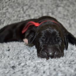 Jameson - Black and white male Great Dane puppy in Chapmansboro, Tennessee from Balthrop Bend Farms