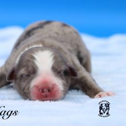 Hags - Blue merle male Miniature Australian Shepherd puppy in Weeki Wachee, Florida from Arlington's Mini Aussies