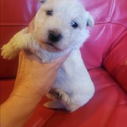 Andrew - Wheaten male Scottish Terrier puppy in Crossville, Tennessee from Cavern Kennels