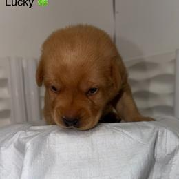 Lucky Green Collar - Yellow male Labrador Retriever puppy in Elloree, South Carolina from Moonlight Kennels LLC