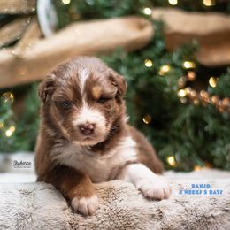 Banjo - Red tri-color male Australian Shepherd puppy in Woodford, Virginia from Skyborne Australian Shepherds