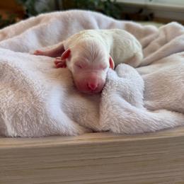 Kathani - Parti female Goldendoodle puppy in Barstow, California from Golden Desert Doodles