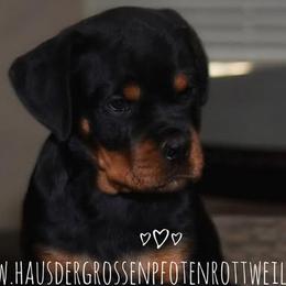 Puppy 1 - Black and mahogany male Rottweiler puppy in Houston, Texas from Haus Der Grossen Pfoten Rottweilers