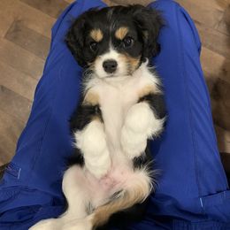 Boy 1 - Tri-color Cavalier King Charles Spaniel puppy in St. Cloud, Minnesota from Embricks Cavaliers
