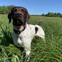 German Shorthaired Pointers from Jack Pine German Shorthaired Pointers