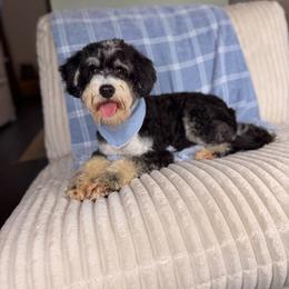 Brookes - Bernedoodle
