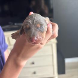 Dash - Gray (blue) and tan male Dachshund puppy in Tomball, Texas from Gutierrez House of Doxies