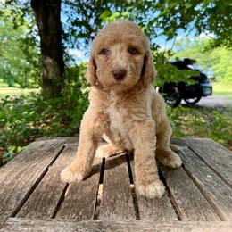 John - Apricot male Goldendoodle puppy in Heath, Texas from Doodles Divine