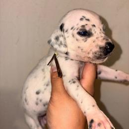 Karma - White and black female Dalmatian puppy in Toledo, Ohio from Exquisite Dalmatians & Standard Poodles