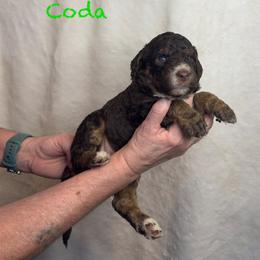 Coda - Chocolate male Goldendoodle puppy in Sanderson, Florida from Serenity Goldendoodles