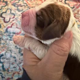 Wish (yellow collar) - Liver white and tan male English Springer Spaniel puppy in Statesville, North Carolina from Rockin’ Slow Farms
