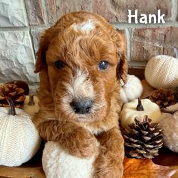 Hank - Red  male Goldendoodle puppy in Ozark, Missouri from Halo Doodles