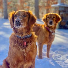 Golden Retriever All Grown Up from Joel F Nelson