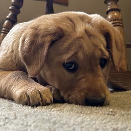Labrador Retriever puppies from R-Team