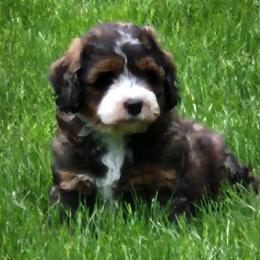 Bernedoodles and Cane Corso from Mahlon Stoltzfus