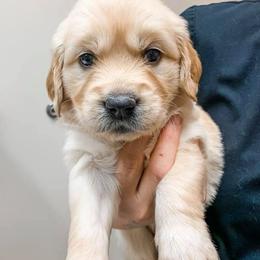 Golden Retriever Puppies from Big Rock Goldens
