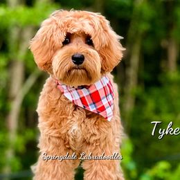 Tyke - Australian Labradoodle