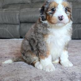 Darla - Merle female Bernedoodle puppy in Port Orange, Florida from Royal doodles of Florida