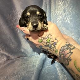 Green Boy - Black and cream male Dachshund puppy in Waukegan, Illinois from Rolling and Howling Basset Hounds and Dachshunds