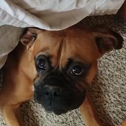 Ginga - Boxer