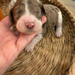 Sugar Plum - Merle female Goldendoodle puppy in Lexington, North Carolina from Southern Grace Acres