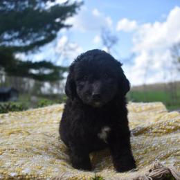 Betty - Black and white female Aussiedoodle puppy in Angola, Indiana from Classic City Doodles