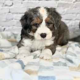 Gentry - Blue merle male Bernedoodle puppy in Moulton, Iowa from Shondel Puppy Paws