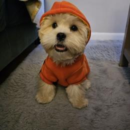 Shihpoo and Shih Tzu Puppies from Lilli’s Shih tzus and Shih poos