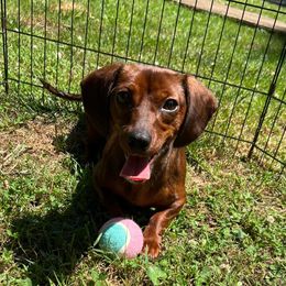 Dachshunds from Gracelyn’s Dachshunds