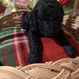 Donna - Black female Goldendoodle puppy in Indian Mound, Tennessee from Dana Walters