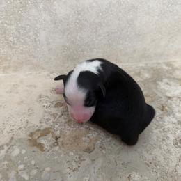 Summit - Black tri female Miniature American Shepherd puppy in Baker, Florida from East to Western Aussies