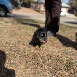 Benny - Black and tan male Dachshund puppy in La Veta, Colorado from Spanish Peaks Longhair Mini Dachshunds