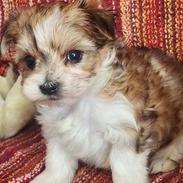 Tiny Mandy - White and tan female Morkie puppy in The Villages, Florida from My Precious Pups